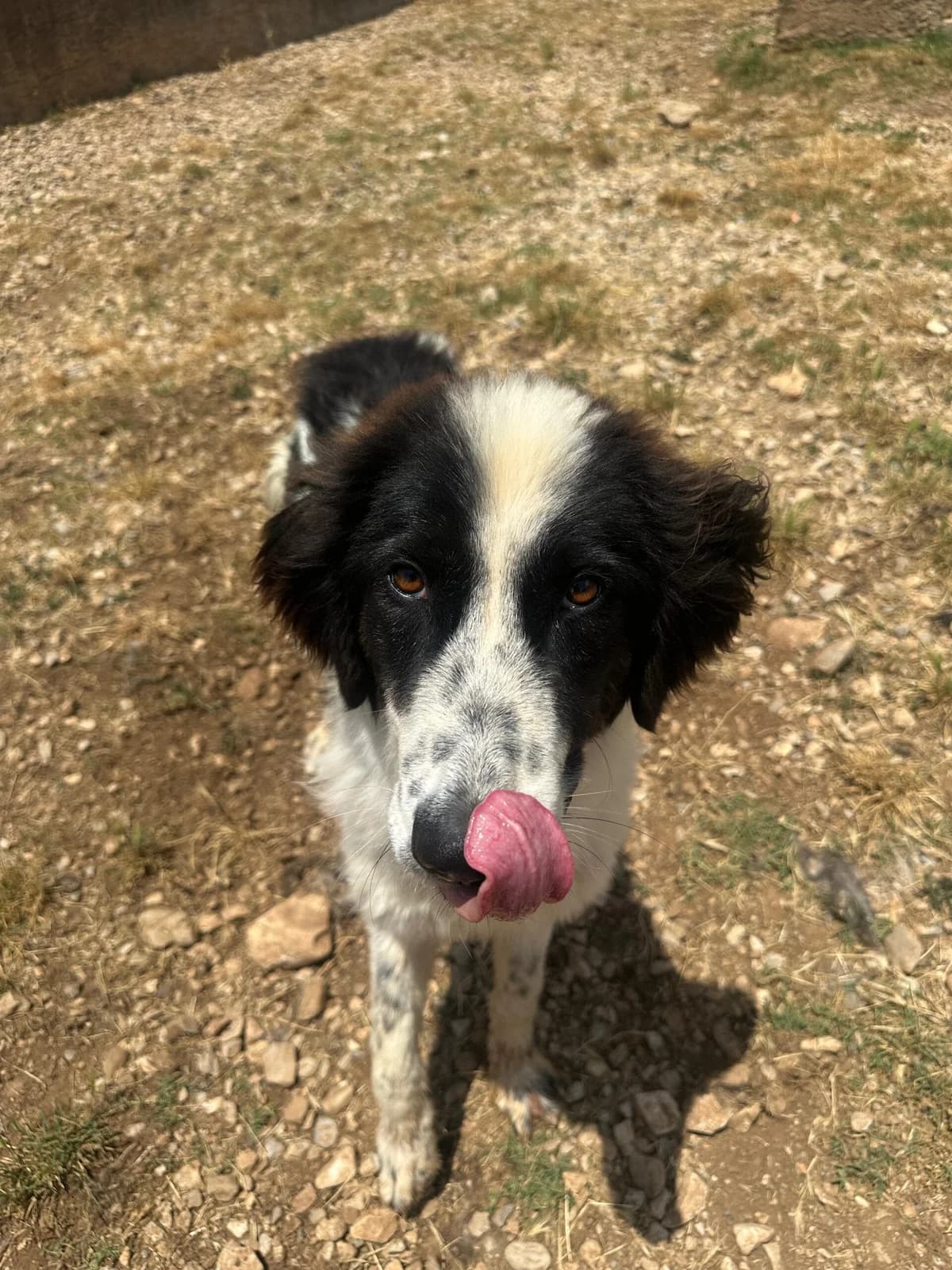 Renato, male young Mixed Breed for adoption at Fellnasen Stuttgart e.V., Stuttgart