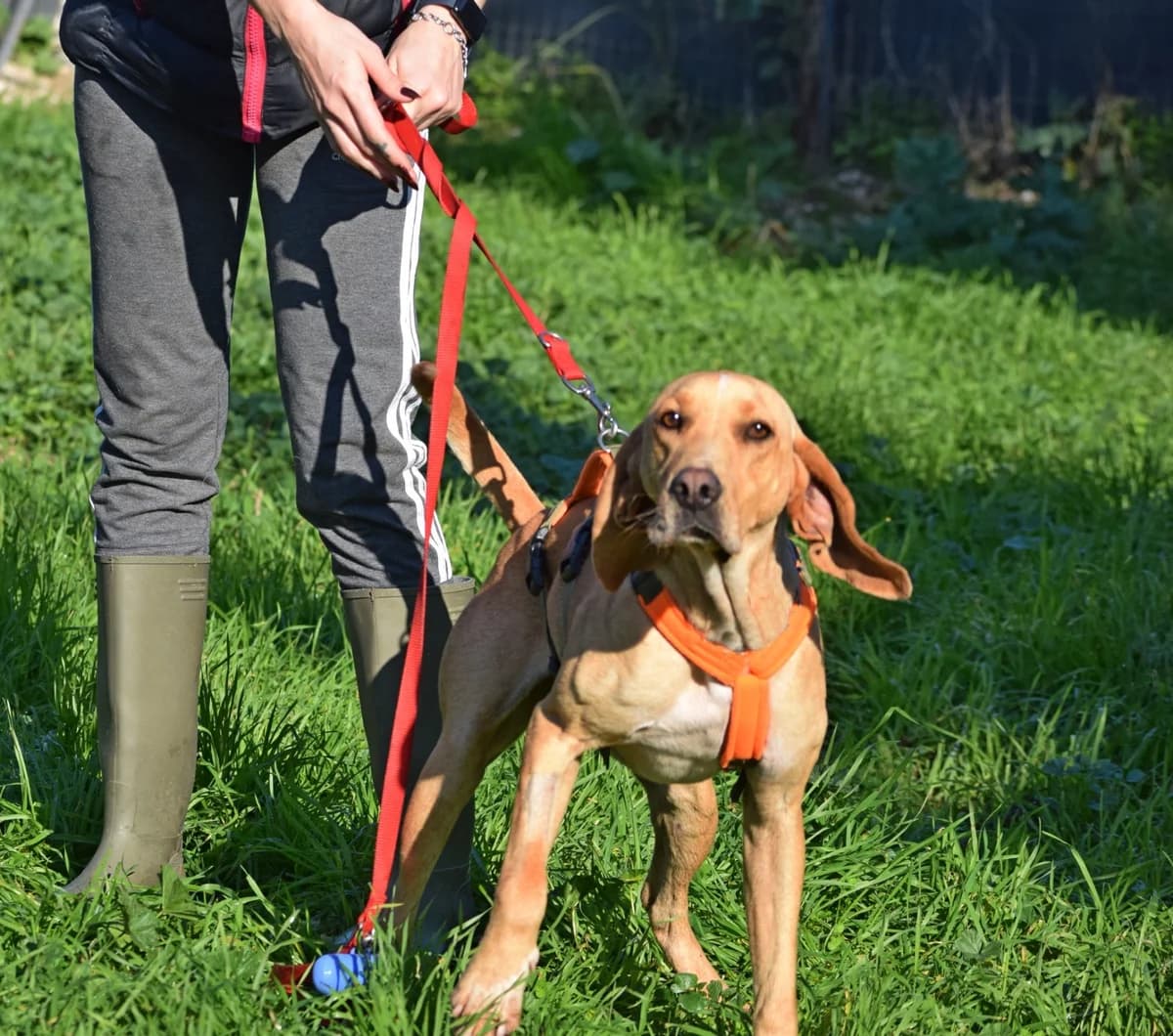 Rico, male young Mixed Breed for adoption at Fellnasen Stuttgart e.V., Stuttgart