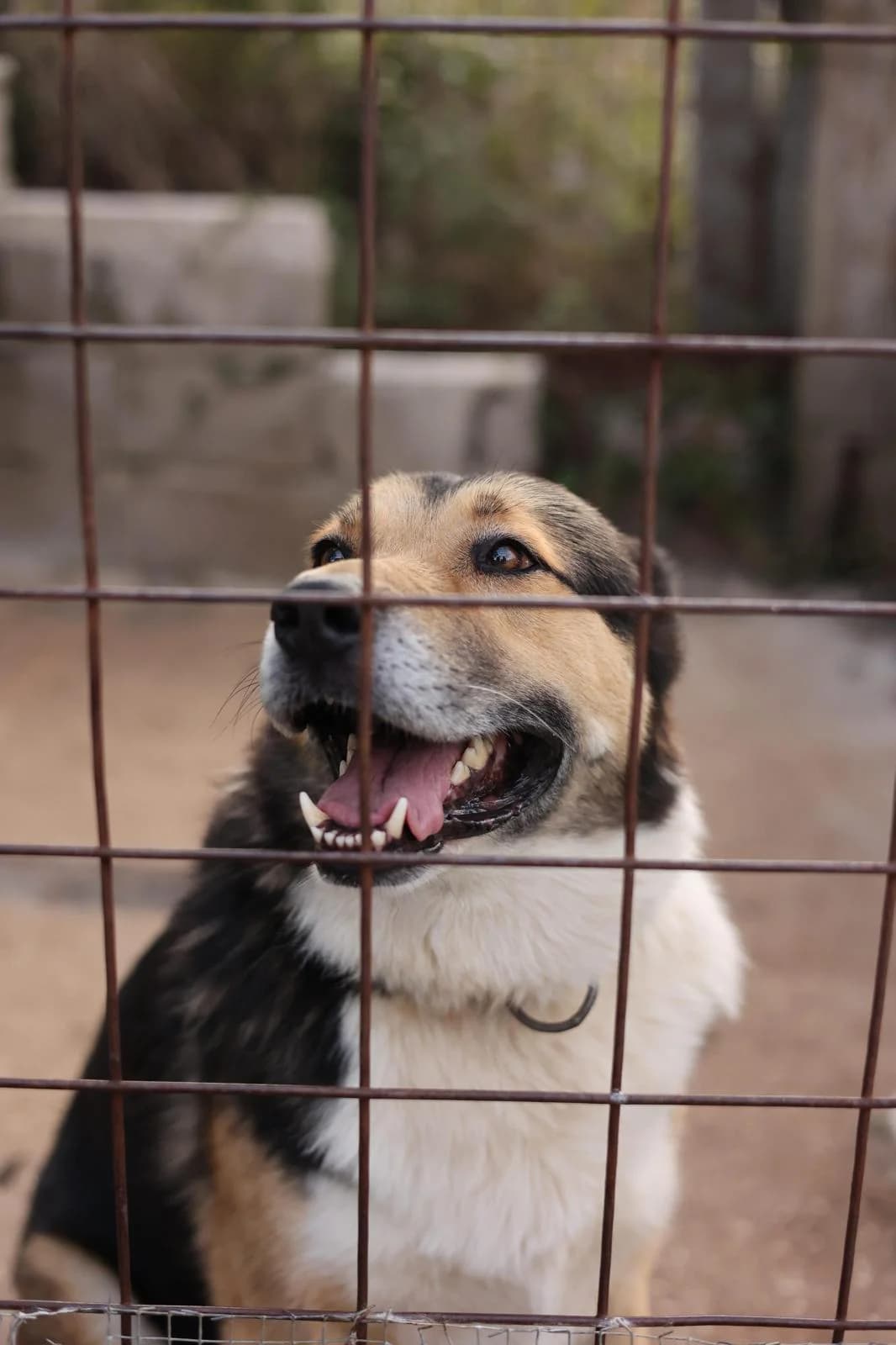 Rio, male 5yo Mixed Breed for adoption at Fellnasen Stuttgart e.V., Stuttgart