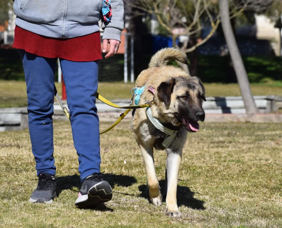 Ronja,  7yo Mixed Breed for adoption at Fellnasen Stuttgart e.V., Stuttgart