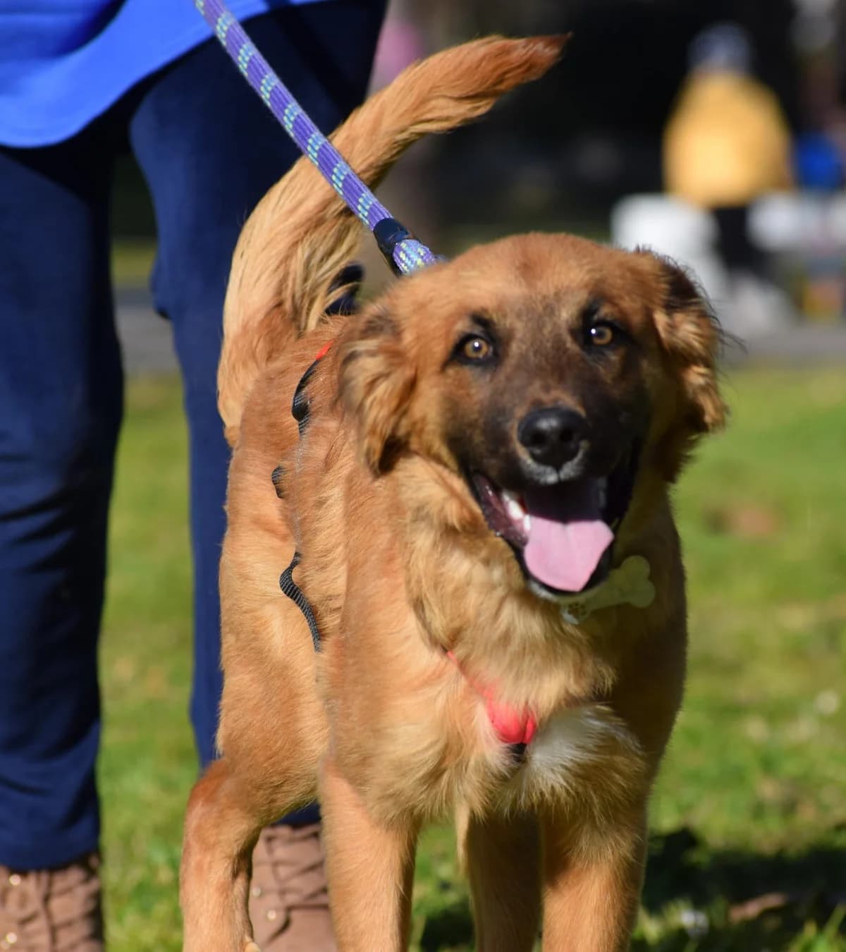 Shelby, male young Mixed Breed for adoption at Fellnasen Stuttgart e.V., Stuttgart