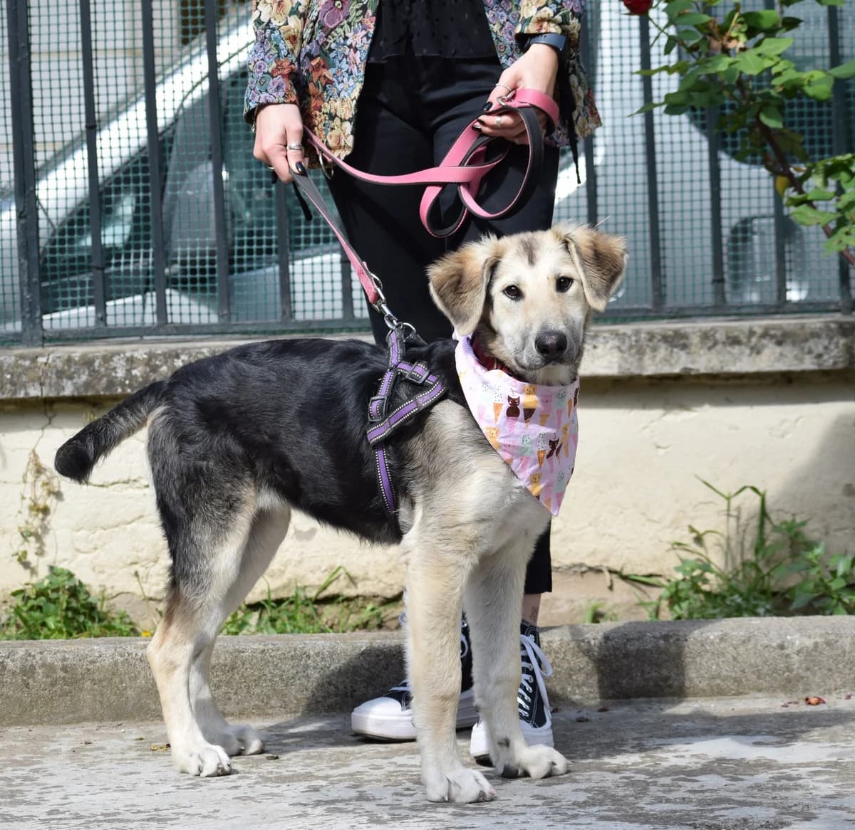 Sid, female young Mixed Breed for adoption at Fellnasen Stuttgart e.V., Stuttgart
