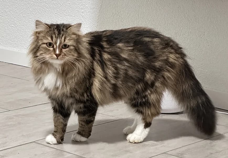 Toffey, female young Mixed Breed for adoption at Fellnasen Stuttgart e.V., Stuttgart