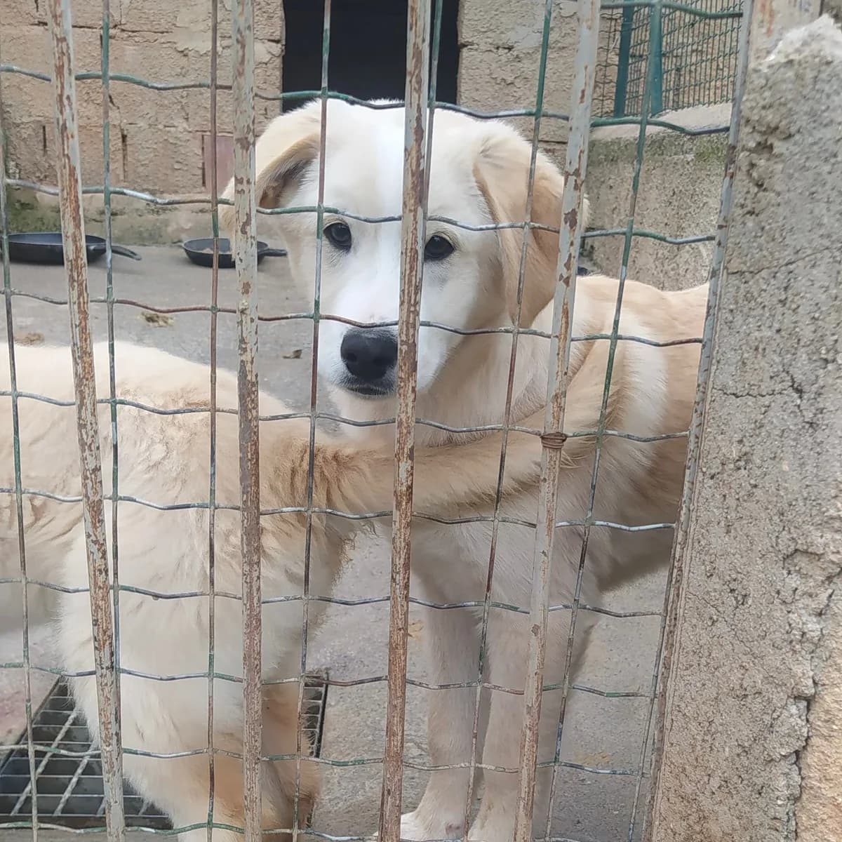 Vernon, male young Mixed Breed for adoption at Fellnasen Stuttgart e.V., Stuttgart