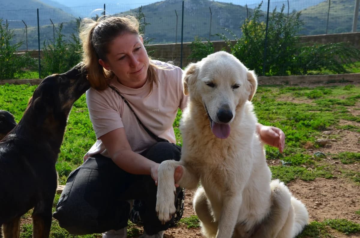 Yuma,  7yo Mixed Breed for adoption at Fellnasen Stuttgart e.V., Stuttgart