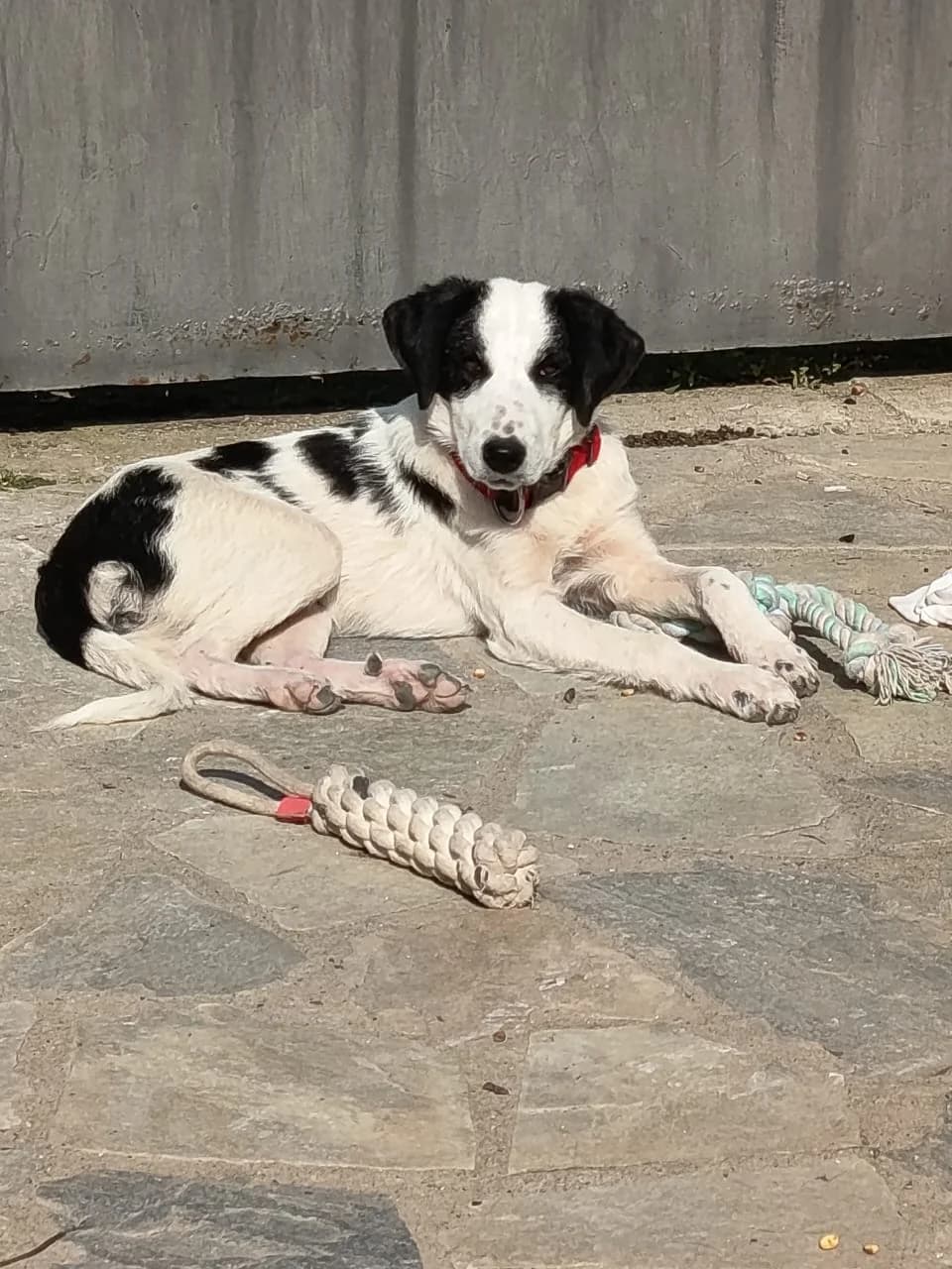 Zoitsa, female young Mixed Breed for adoption at Fellnasen Stuttgart e.V., Stuttgart