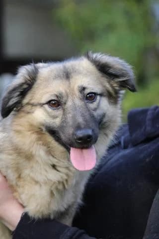 Anni, schwarz / beige female Mixed Breed for adoption at 4animals e.V., Essen