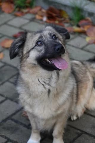 Anni, schwarz / beige female Mixed Breed for adoption at 4animals e.V., Essen — photo 2 of 5
