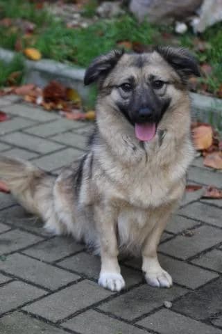Anni, schwarz / beige female Mixed Breed for adoption at 4animals e.V., Essen — photo 3 of 5