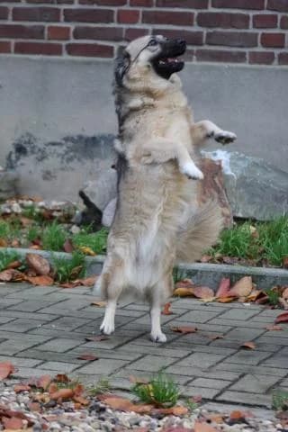 Anni, schwarz / beige female Mixed Breed for adoption at 4animals e.V., Essen — photo 4 of 5