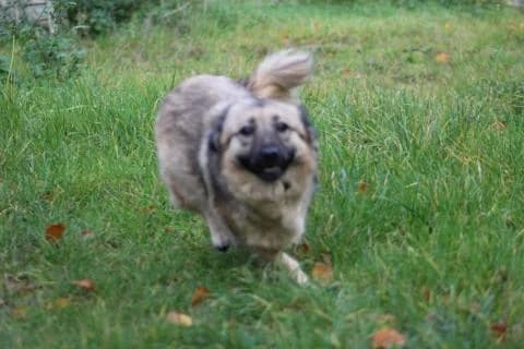 Anni, schwarz / beige female Mixed Breed for adoption at 4animals e.V., Essen — photo 5 of 5