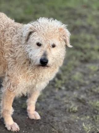 Athos, Beige male Mixed Breed for adoption at 4animals e.V., Essen