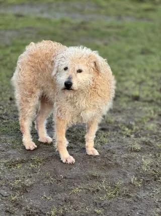 Athos, Beige male Mixed Breed for adoption at 4animals e.V., Essen — photo 2 of 4