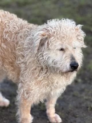 Athos, Beige male Mixed Breed for adoption at 4animals e.V., Essen — photo 3 of 4