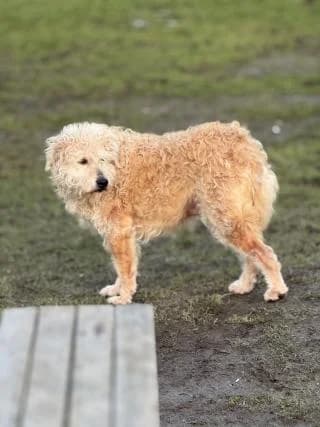 Athos, Beige male Mixed Breed for adoption at 4animals e.V., Essen — photo 4 of 4