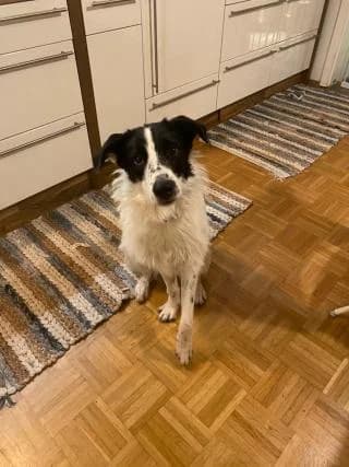 Balou, weiß-schwarz male Mixed Breed for adoption at 4animals e.V., Essen