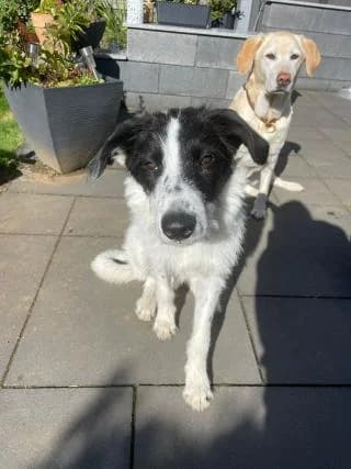 Balou, weiß-schwarz male Mixed Breed for adoption at 4animals e.V., Essen — photo 2 of 6