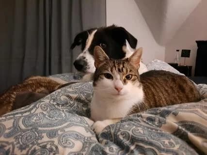 Balou, weiß-schwarz male Mixed Breed for adoption at 4animals e.V., Essen — photo 3 of 6