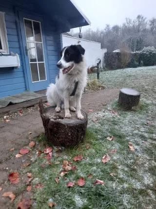 Balou, weiß-schwarz male Mixed Breed for adoption at 4animals e.V., Essen — photo 4 of 6