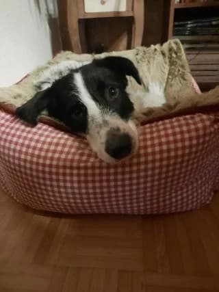 Balou, weiß-schwarz male Mixed Breed for adoption at 4animals e.V., Essen — photo 5 of 6