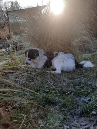 Balou, weiß-schwarz male Mixed Breed for adoption at 4animals e.V., Essen — photo 6 of 6