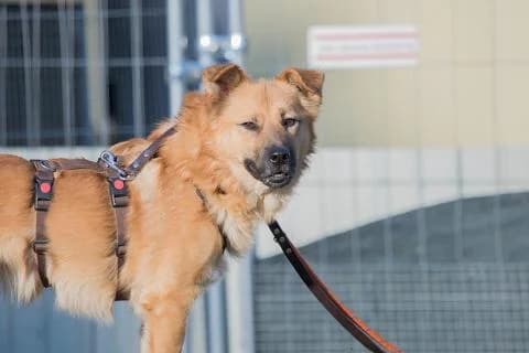 Basti, braun male Mixed Breed for adoption at 4animals e.V., Essen