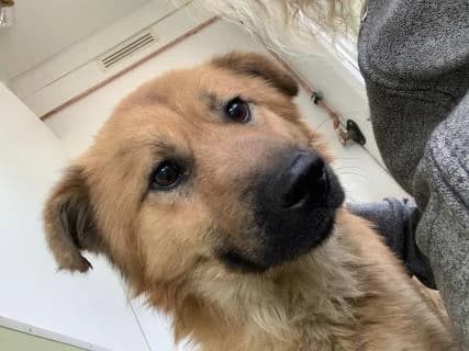 Basti, braun male Mixed Breed for adoption at 4animals e.V., Essen — photo 2 of 6