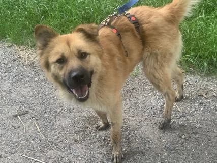 Basti, braun male Mixed Breed for adoption at 4animals e.V., Essen — photo 3 of 6