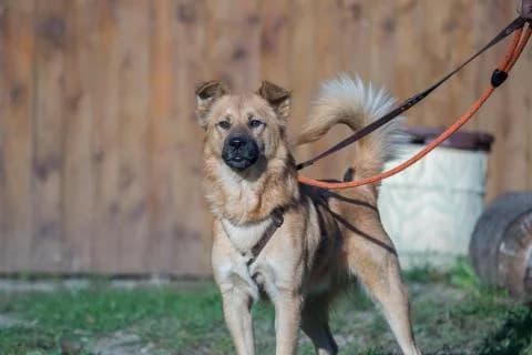 Basti, braun male Mixed Breed for adoption at 4animals e.V., Essen — photo 4 of 6