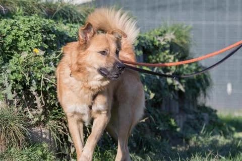 Basti, braun male Mixed Breed for adoption at 4animals e.V., Essen — photo 5 of 6