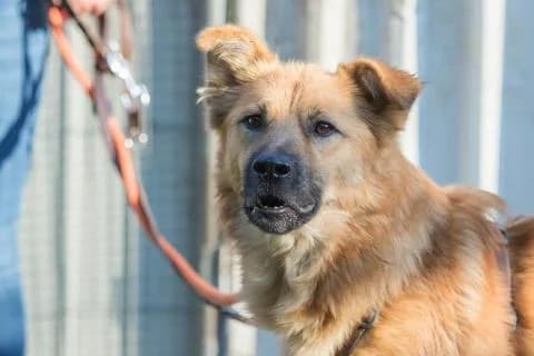 Basti, braun male Mixed Breed for adoption at 4animals e.V., Essen — photo 6 of 6