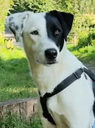 Beauty, schwarz / weiß male Mixed Breed for adoption at 4animals e.V. — Hundeauffangstation HASt, Essen