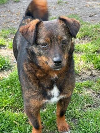 Bo, Braun/ schwarz/ weiß female 3yo Mixed Breed for adoption at 4animals e.V. — Hundeauffangstation HASt, Essen