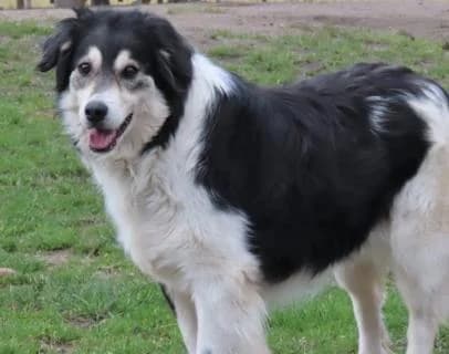 Chiara, braun / schwarz / weiß female 3yo Mixed Breed for adoption at 4animals e.V. — Hundeauffangstation HASt, Essen
