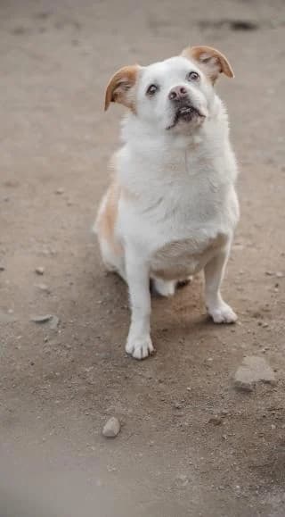 Cosmin, weiß braun male Mixed Breed for adoption at 4animals e.V. — Hundeauffangstation HASt, Essen