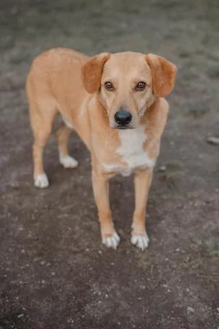 Darius, beige male Mixed Breed for adoption at 4animals e.V. — Hundeauffangstation HASt, Essen
