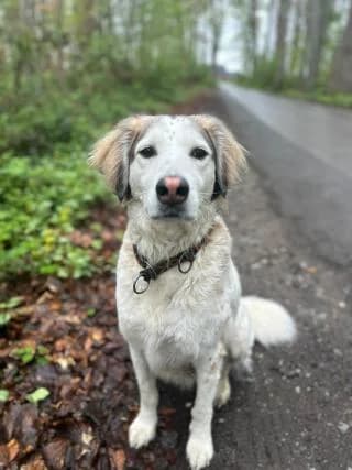 Finni, braun male Mixed Breed for adoption at 4animals e.V., Essen — photo 2 of 6