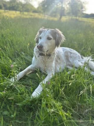 Finni, braun male Mixed Breed for adoption at 4animals e.V., Essen — photo 3 of 6