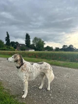 Finni, braun male Mixed Breed for adoption at 4animals e.V., Essen — photo 4 of 6