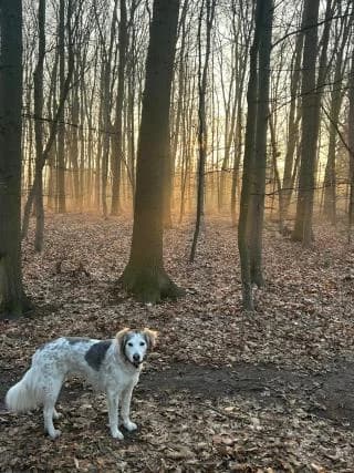 Finni, braun male Mixed Breed for adoption at 4animals e.V., Essen — photo 5 of 6