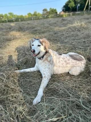 Finni, braun male Mixed Breed for adoption at 4animals e.V., Essen — photo 6 of 6