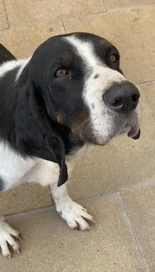 Flow, schwarz / weiß male senior Mixed Breed for adoption at 4animals e.V. — Hundeauffangstation HASt, Essen