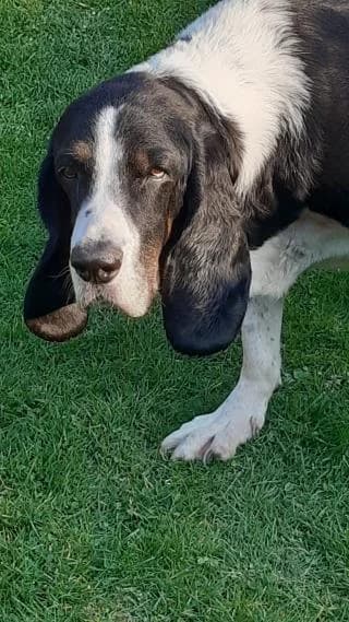 Flow, schwarz / weiß male Mixed Breed for adoption at 4animals e.V., Essen — photo 2 of 6