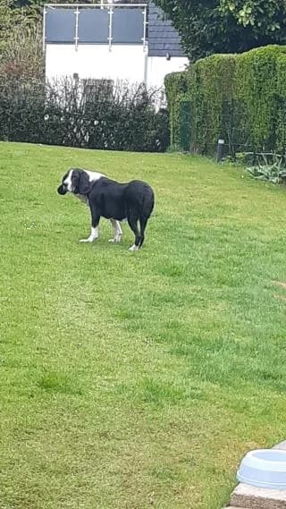 Flow, schwarz / weiß male Mixed Breed for adoption at 4animals e.V., Essen — photo 3 of 6