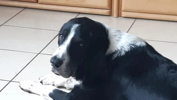 Flow, schwarz / weiß male Mixed Breed for adoption at 4animals e.V., Essen — photo 4 of 6