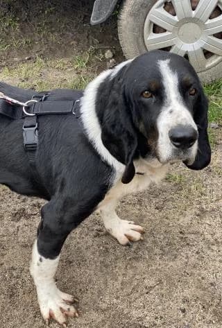 Flow, schwarz / weiß male Mixed Breed for adoption at 4animals e.V., Essen — photo 5 of 6