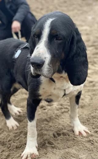 Flow, schwarz / weiß male Mixed Breed for adoption at 4animals e.V., Essen — photo 6 of 6