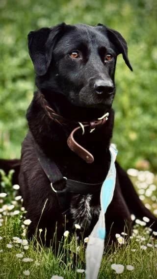 Gisela, schwarz female Mixed Breed for adoption at 4animals e.V., Essen