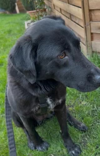 Gisela, schwarz female Mixed Breed for adoption at 4animals e.V., Essen — photo 2 of 2