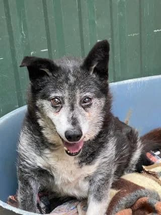 Hannibal, Schwarz /Grau male Mixed Breed for adoption at 4animals e.V., Essen